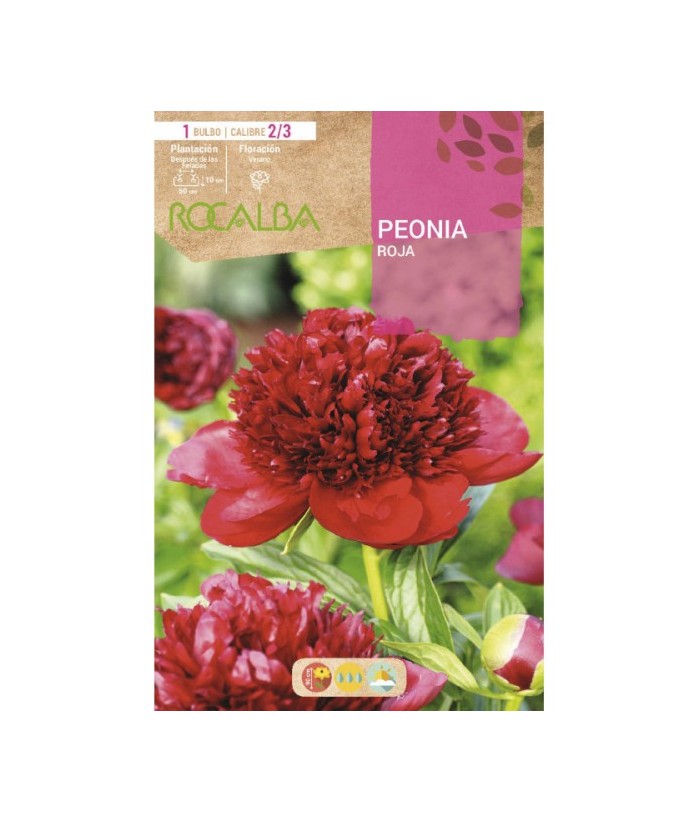 Bulbo de flor variedad Peonia - Rocalba